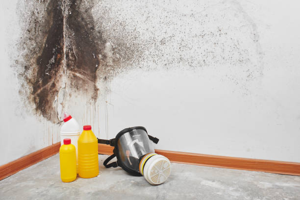 Best Home Mold Removal  in Woodville, AL