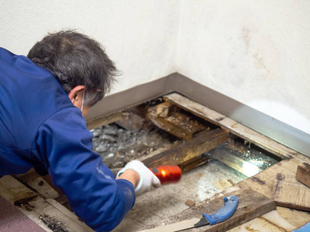 Best Mold Testing  in Woodville, AL