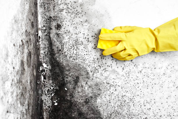 Best Mold Removal Company Near Me  in Woodville, AL