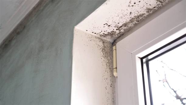 Best Residential Mold Removal  in Woodville, AL