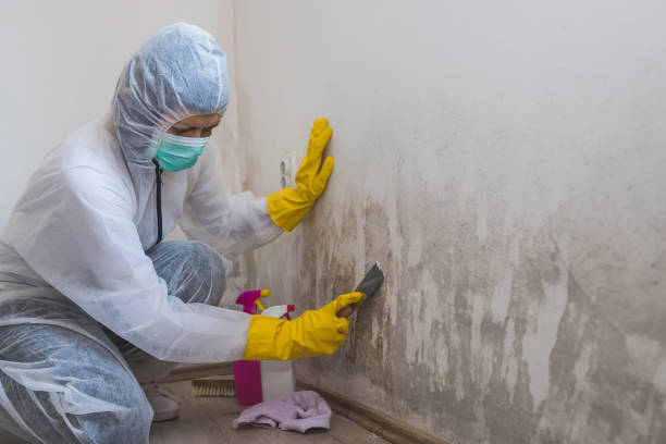 Professional Mold Removal in Woodville, AL