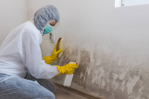 Best Mold Removal and Inspection  in Woodville, AL