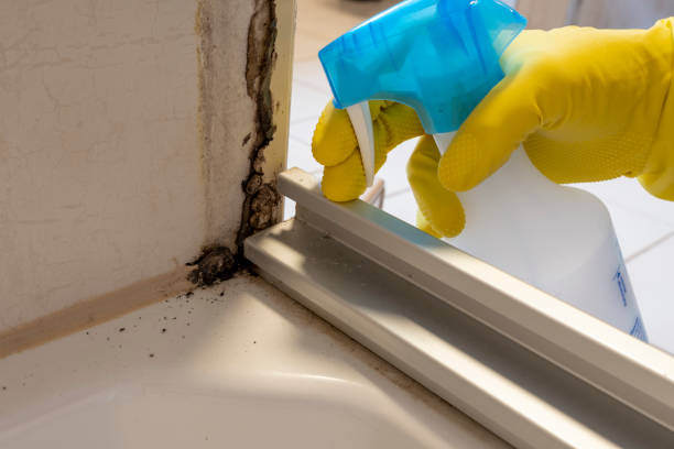 Mold Removal and Inspection in Woodville, AL