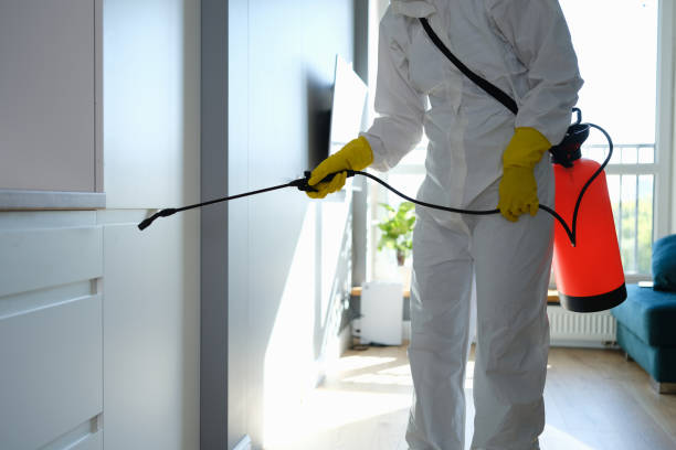Best Certified Mold Removal  in Woodville, AL