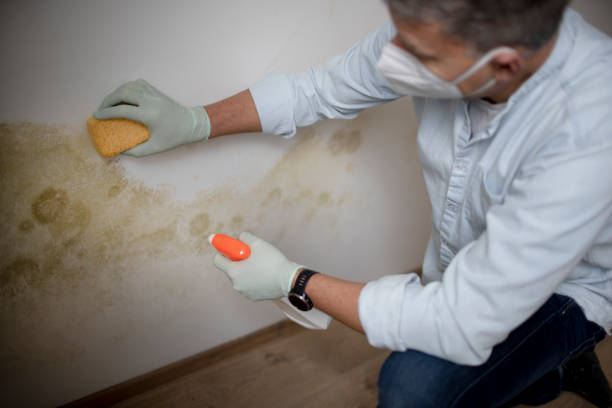 Best Water Damage Restoration  in Woodville, AL