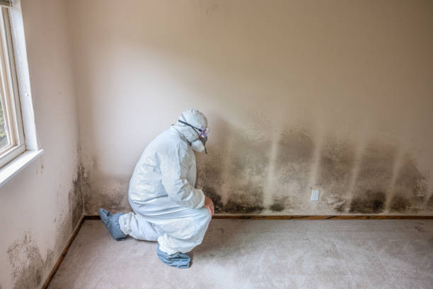 Best Black Mold Removal  in Woodville, AL