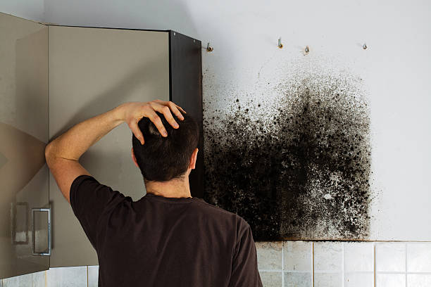 Mold Testing and Removal in Woodville, AL