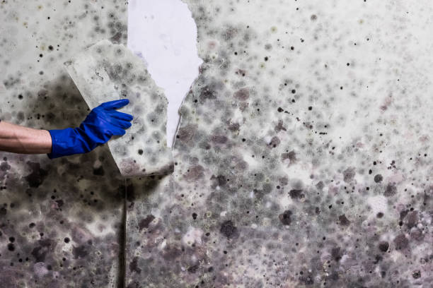 Best Affordable Mold Removal  in Woodville, AL