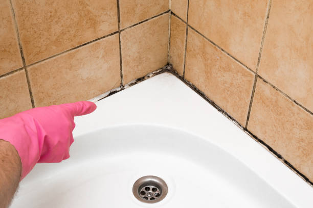 Best Office Mold Removal Services  in Woodville, AL
