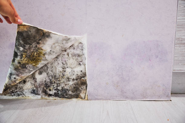 Best Best Mold Removal Companies  in Woodville, AL